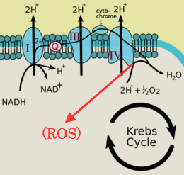 Esquema cadena de transporte de electrones mitocondrial